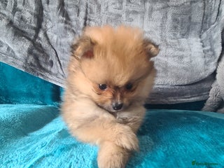 Pomeranian dogs - Advert 26