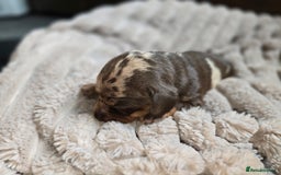 Miniature Dachshund dogs for sale: Dapple miniature dachshund - Image 12