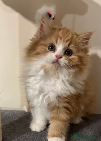 RagaMuffin cats - Advert 1