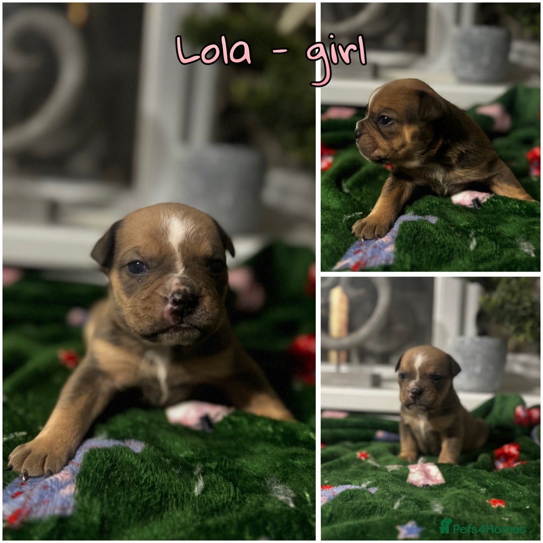 Olde English Bulldogge dogs for sale: Stunning Olde English pups - Image 10