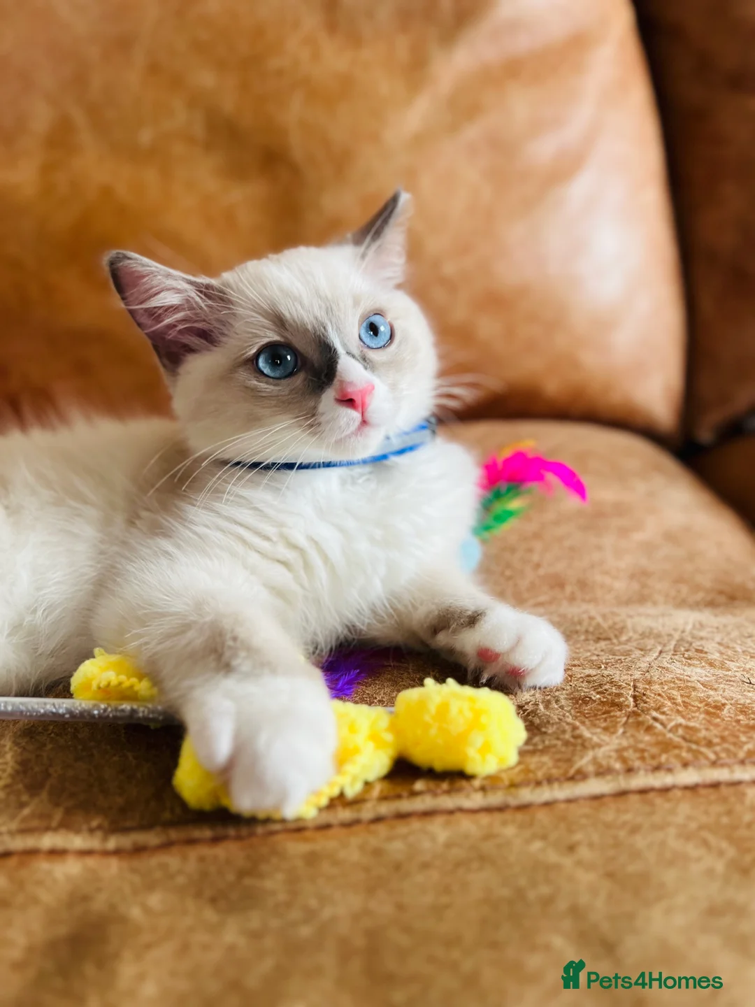 Ragdoll cats for sale: 🐈Pedigree Ragdoll Champion line 🏆 GCCF kitten - Advert 1