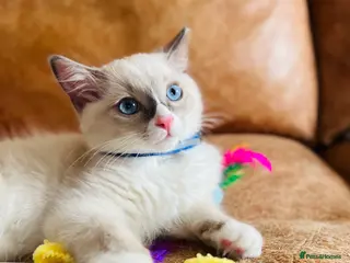 Ragdoll cats 🐈Pedigree Ragdoll Champion line 🏆 GCCF kitten - Advert 1