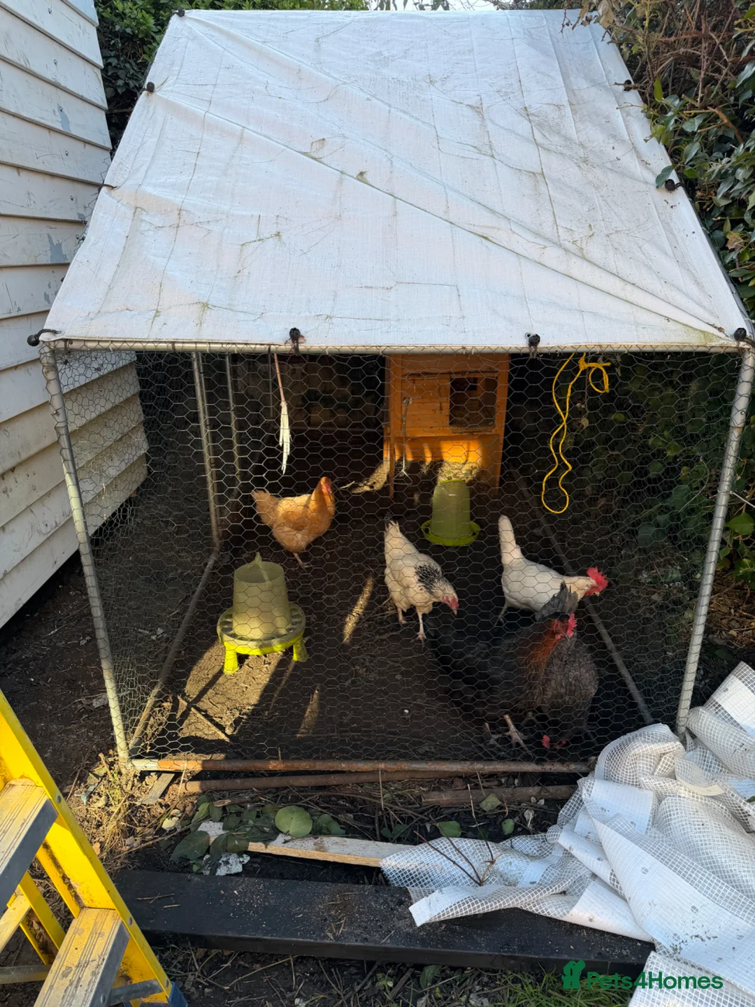 Chickens poultry for sale: 5 chickens with coop and run in South Ockendon - Advert 1