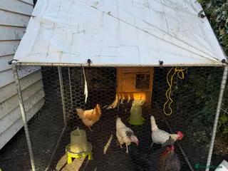 Chickens poultry 5 chickens with coop and run - Advert 1