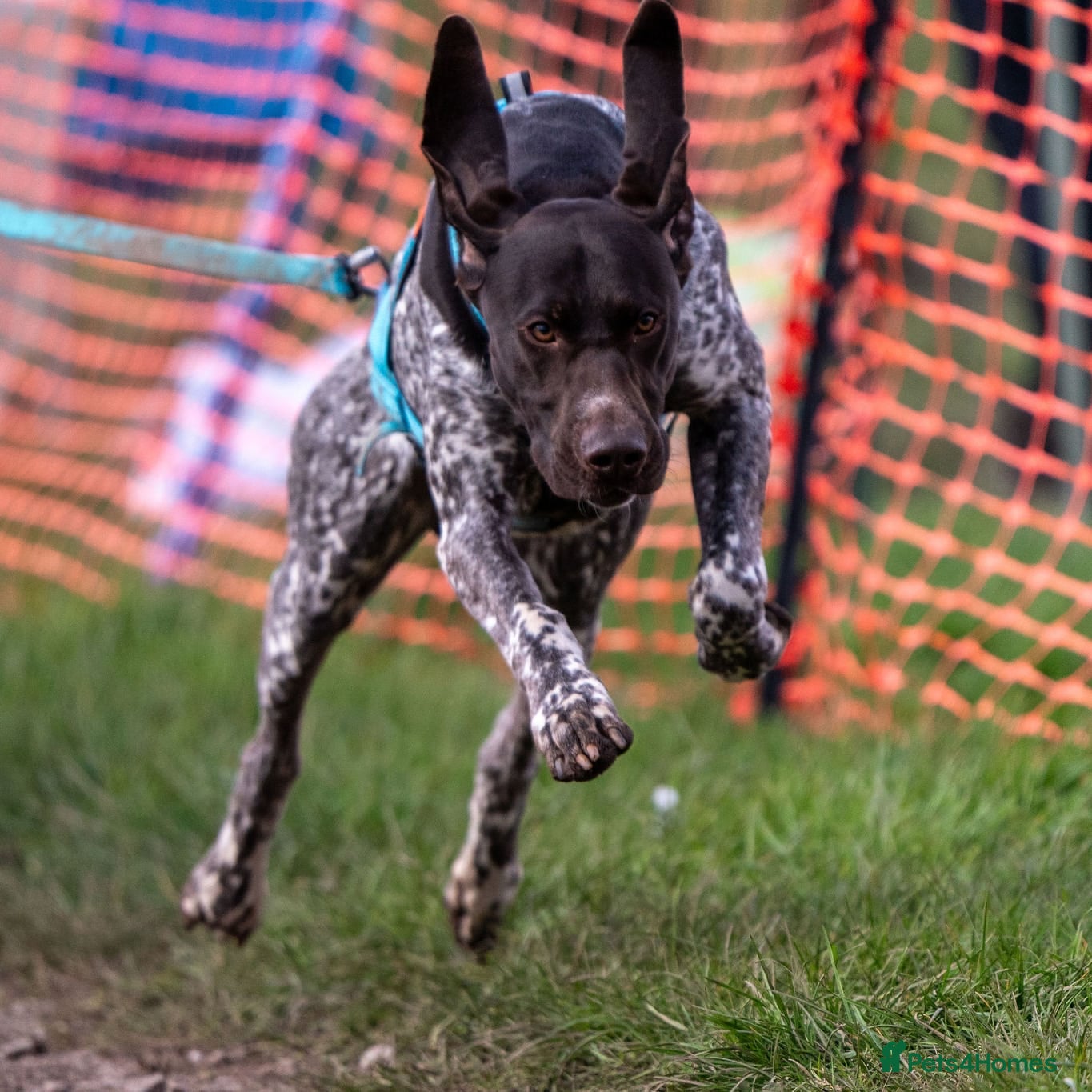 German Shorthaired Pointer dogs Stunning Proven German shorthaired pointer  in Shrewsbury - Advert 1