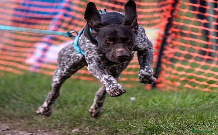 German Shorthaired Pointer dogs in Shrewsbury - Advert 12