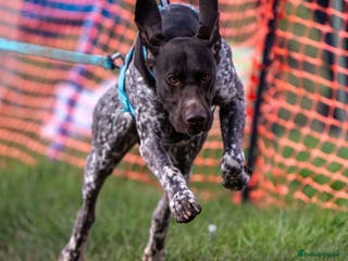 German Shorthaired Pointer dogs Stunning Proven German shorthaired pointer in Shrewsbury - Advert 4