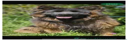 German Shepherd dogs for sale: Beautiful German shepherd pups KC registered  - Advert 8