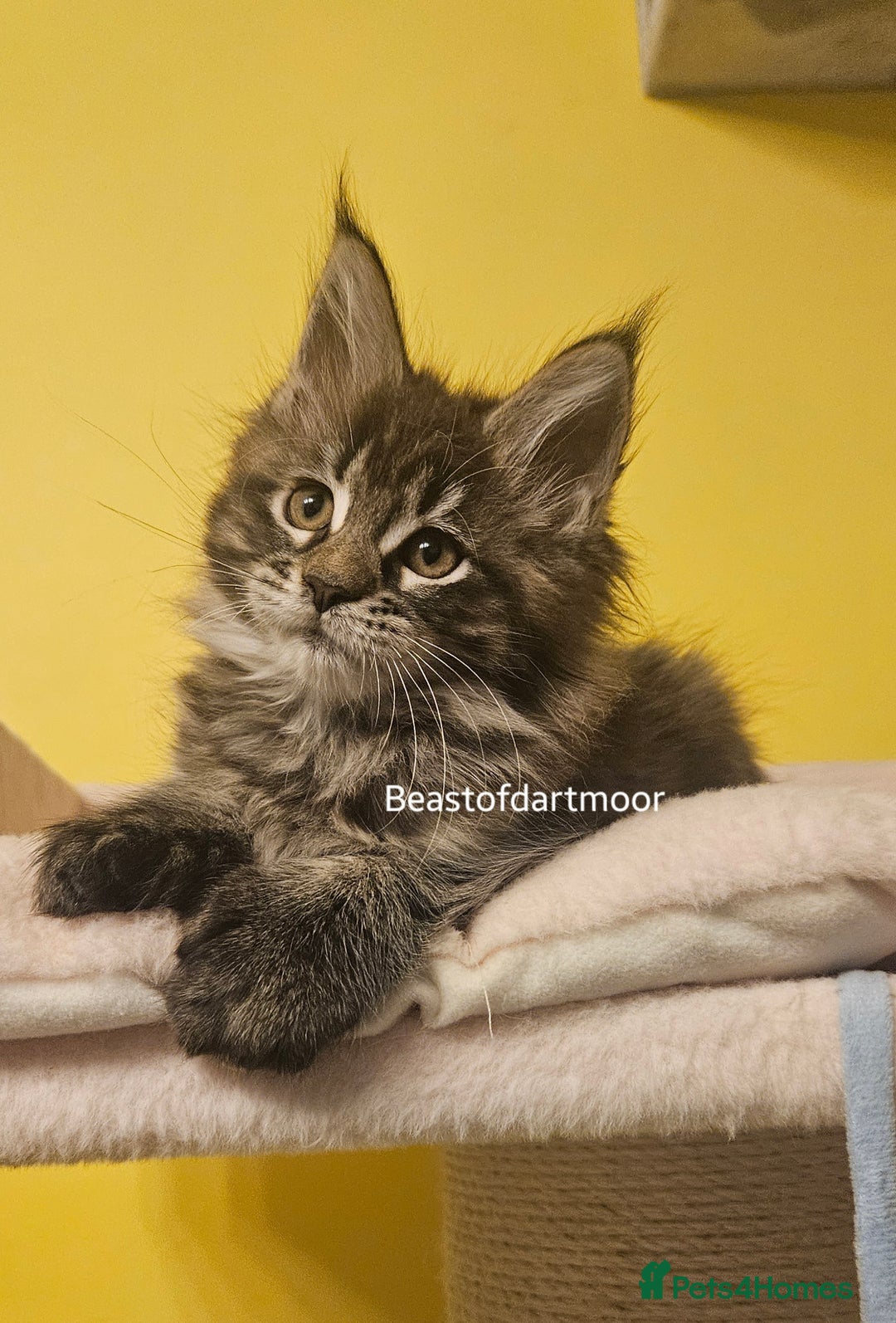 Maine Coon cats for sale: TICA Registered Maine Coon Kittens  - Advert 3