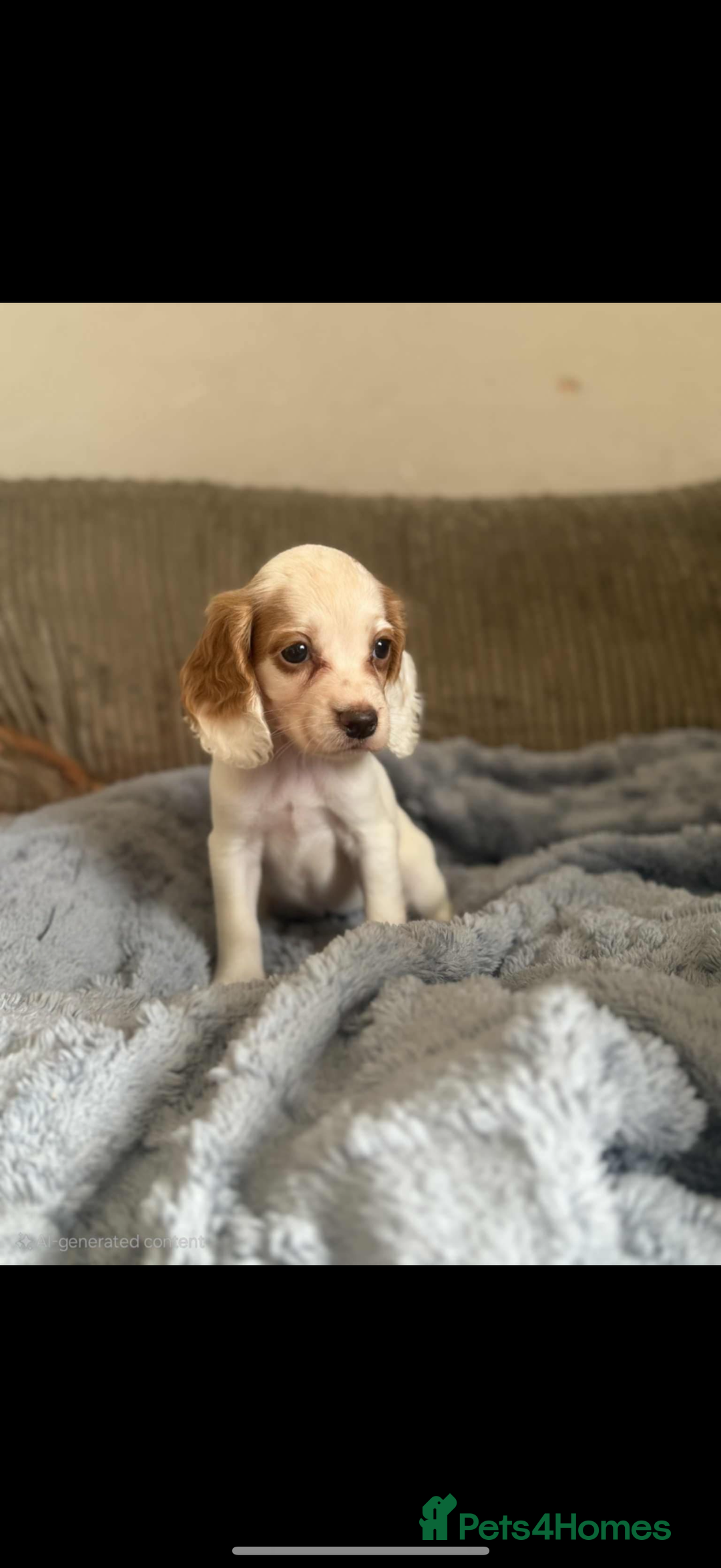 Cocker Spaniel dogs for sale: Stunning kc reg cocker spaniels READY TO LEAVE NOW - Image 14