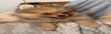 Pomeranian 2