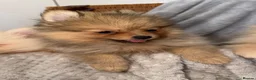 Pomeranian dogs for sale: Pomeranian Puppies  - Advert 19