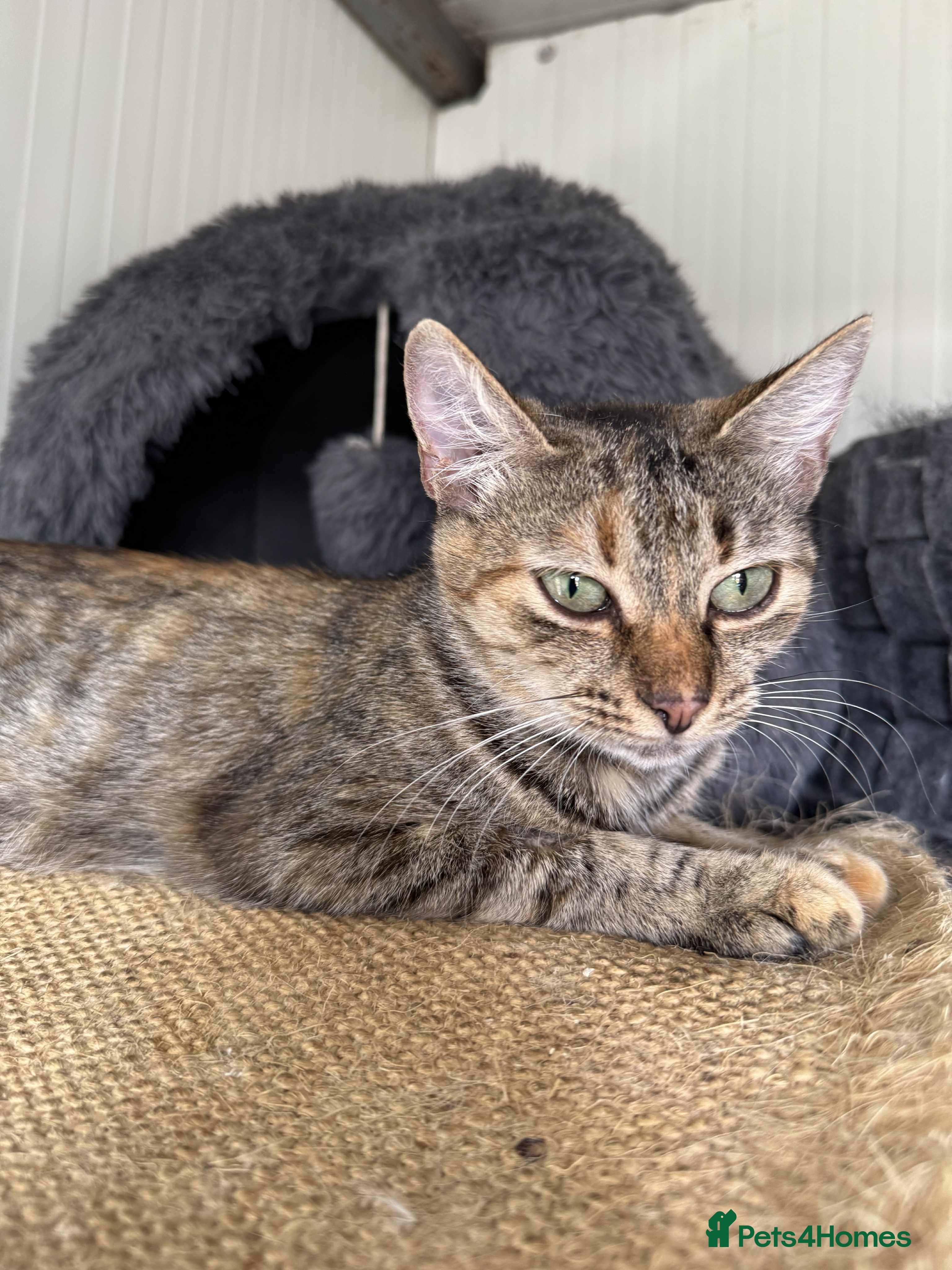 Mixed Breed cats Beatrice - Dereham Norfolk  - Advert 6