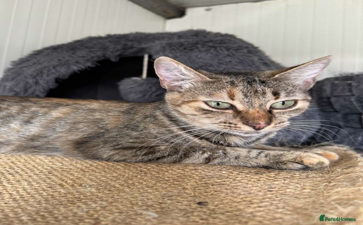 Mixed Breed cats - Advert 7