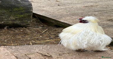 Chickens poultry - Advert 7