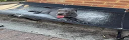 Great Dane dogs for sale: Ready for new home now!! - Advert 9