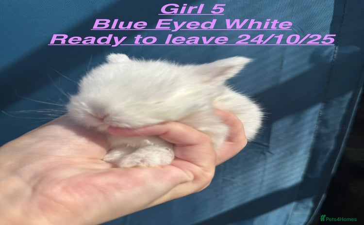Mini Lop rabbits in Chard - Advert 14