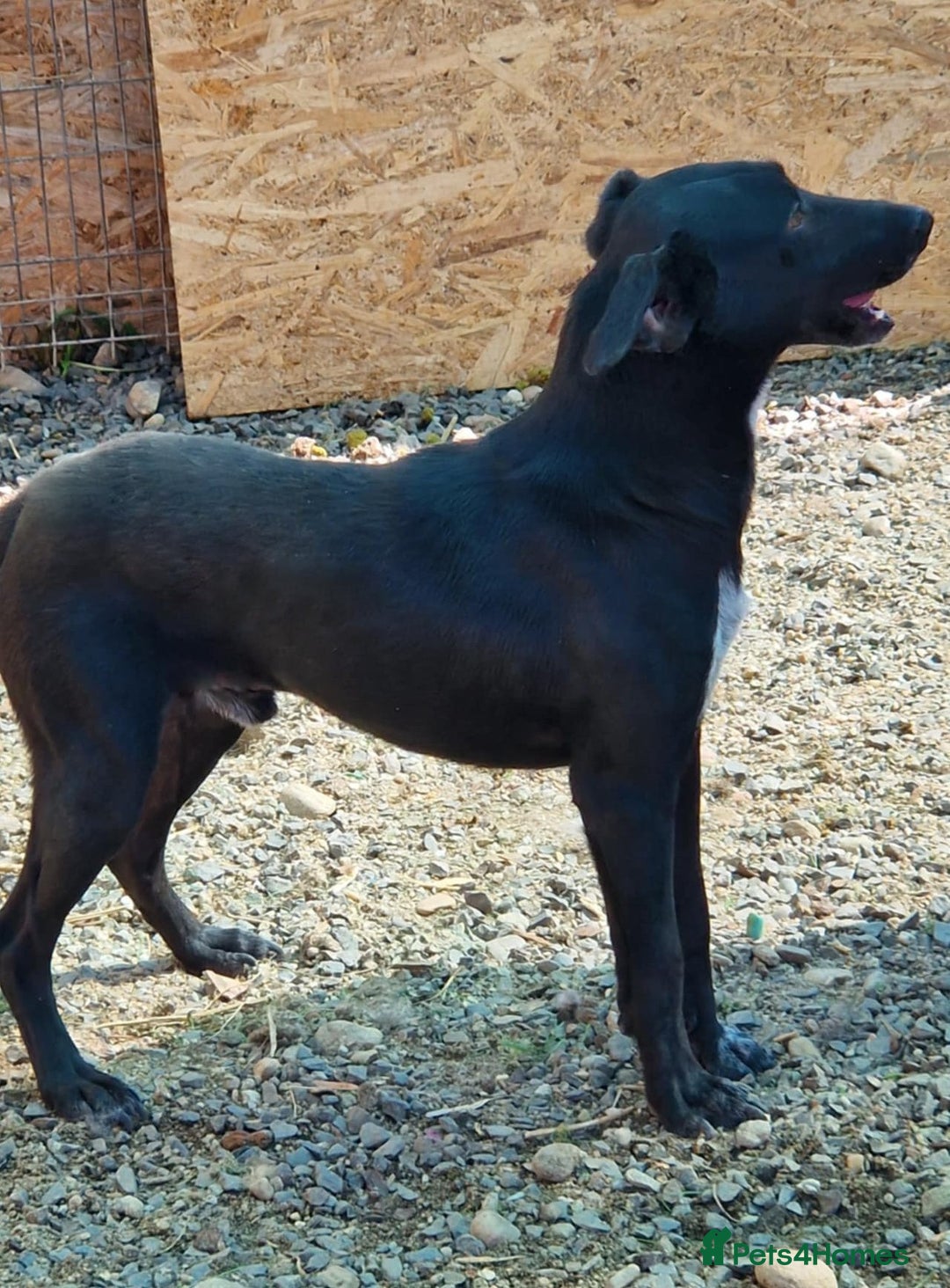 Mixed Breed dogs for adoption: 🐾 Benji – a gentle young lurcher seeking love ❤️ - Advert 3