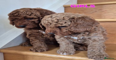 Mini Goldendoodle dogs - Advert 2