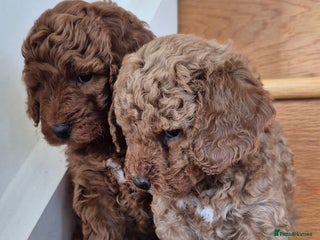 Mini Goldendoodle dogs F1b Red Miniature Goldendoodle tested parents - Advert 5