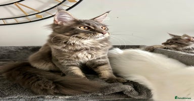 Maine Coon cats - Advert 4