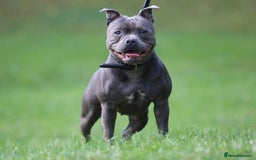 Staffordshire Bull Terrier dogs for sale: 4 Chunky blue pups - Image 17
