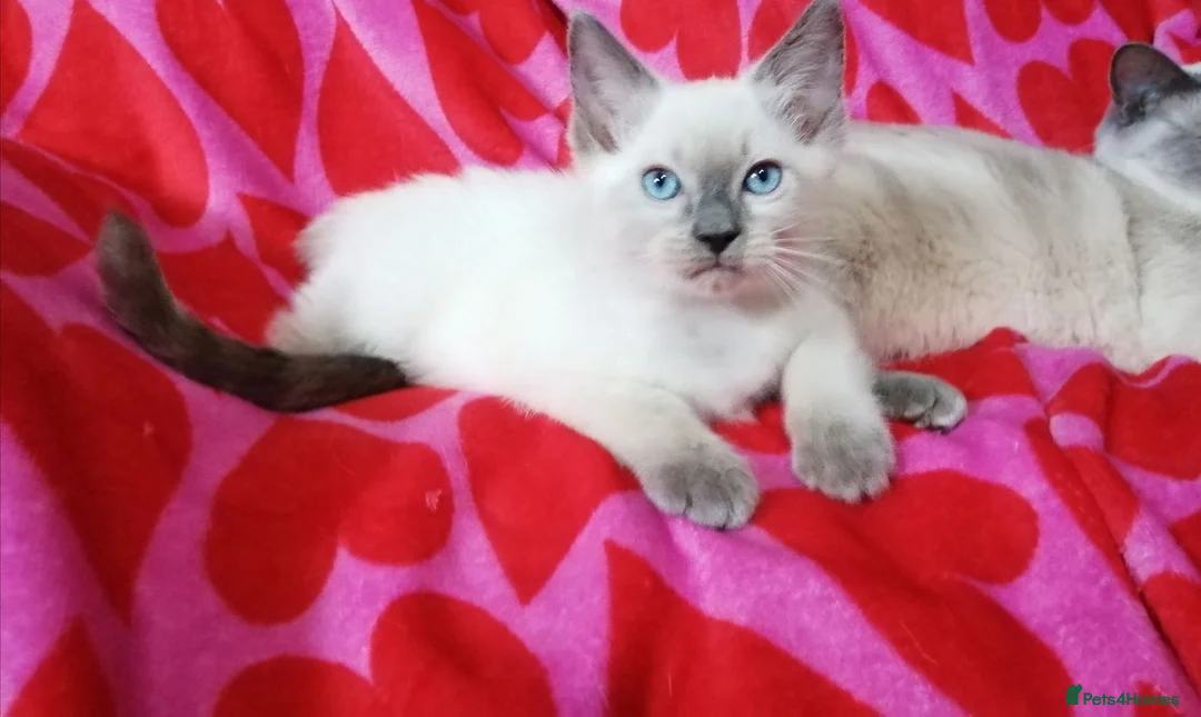 Ragdoll cats for sale: Ragdoll x British shorthair kittens - Advert 2