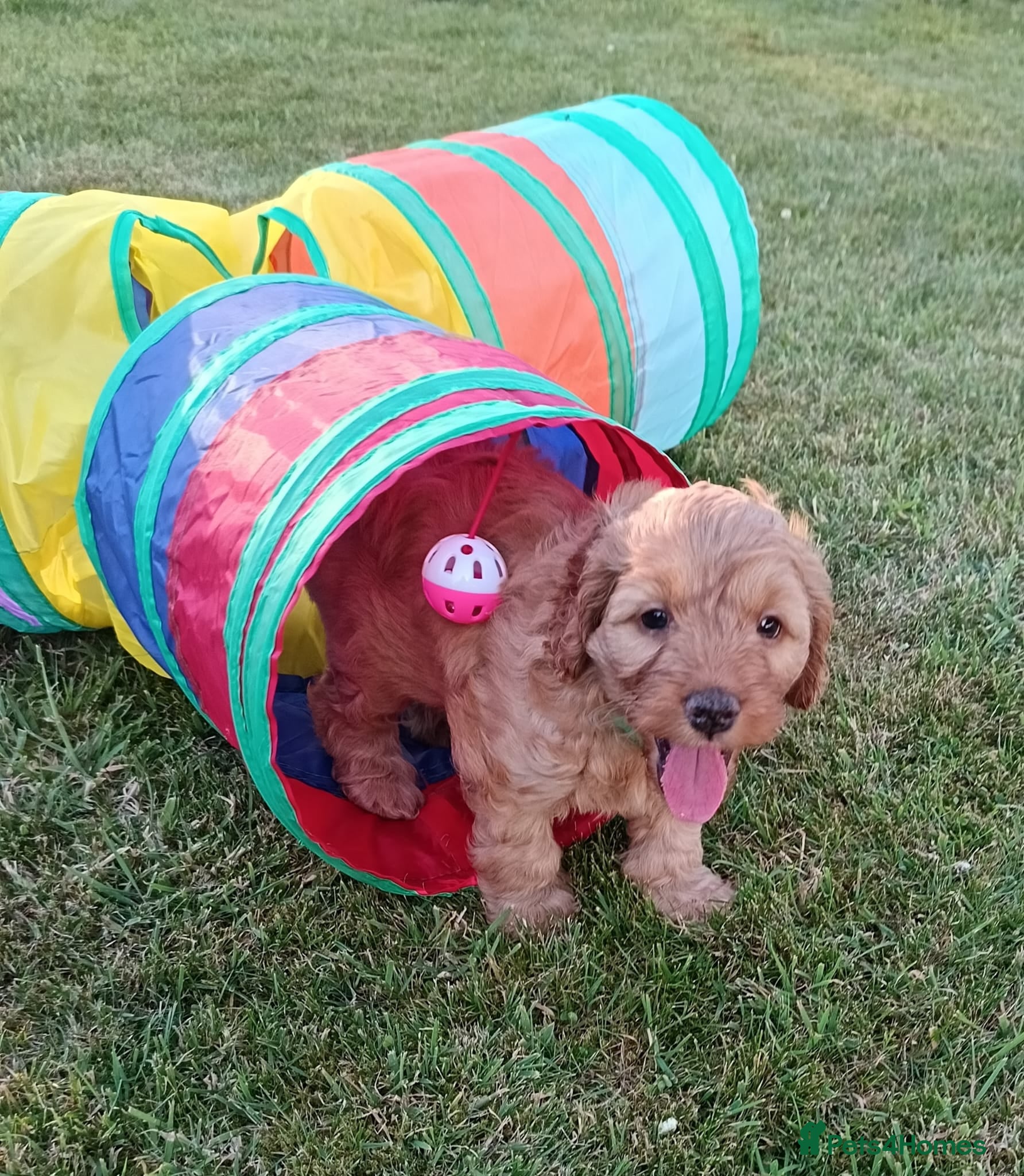 Cockapoo dogs Gorgeous F2 Cockapoo puppies Health Tested parents - Advert 17