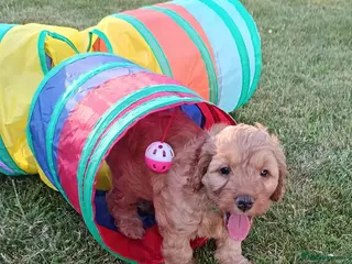 Cockapoo dogs Gorgeous F2 Cockapoo puppies Health Tested parents - Advert 17