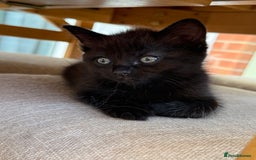 Ragdoll cats for sale: Ragdoll (cross) Kitten For Sale in Grantham - Image 17