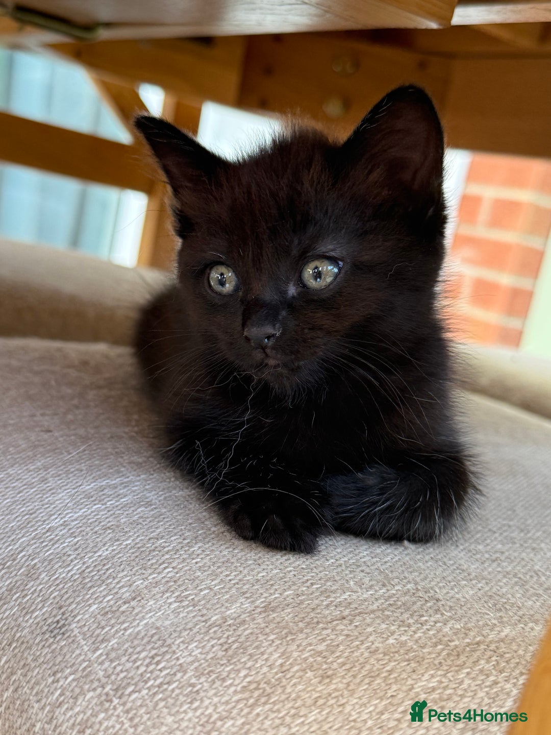 Ragdoll cats for sale: Ragdoll (cross) Kitten For Sale in Grantham - Image 17