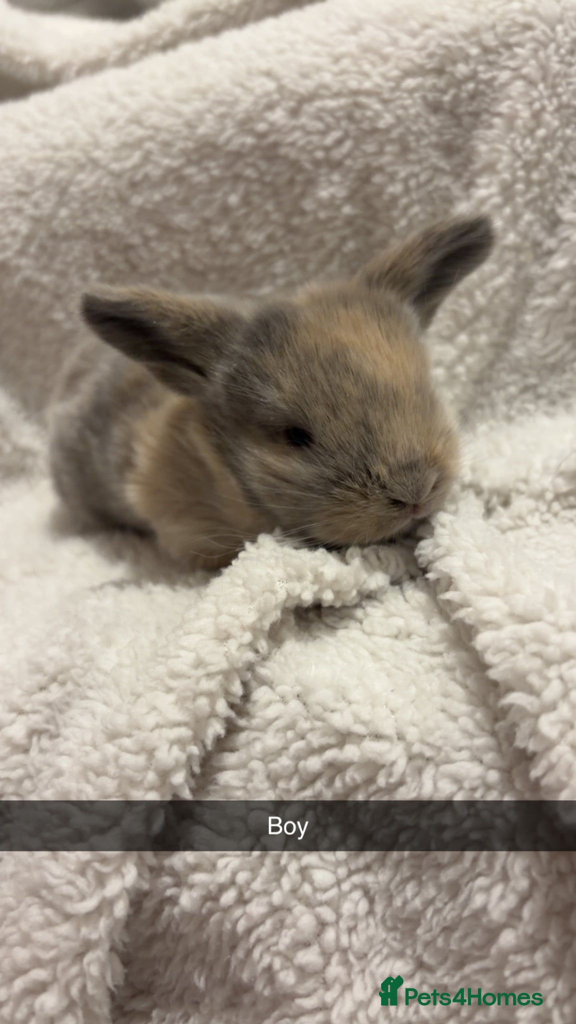 Mini Lop rabbits LITTER OF MINI LOPS - Advert 20