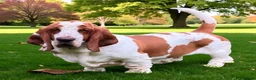 Basset Hound dogs for sale: Basset hound amazing couple  - Advert 25
