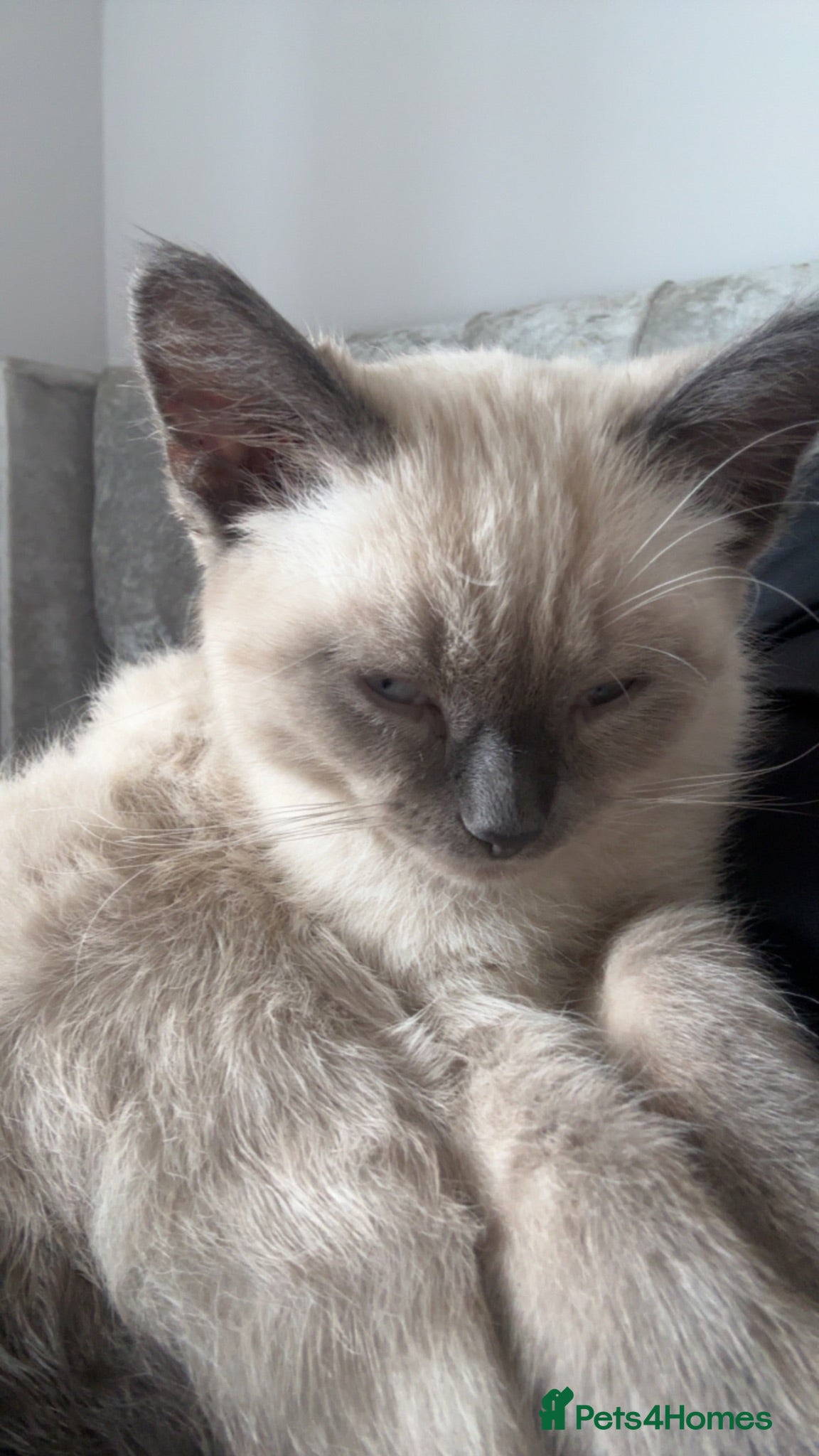 Ragdoll cats Beautiful Ragdoll Kitten - Advert 2