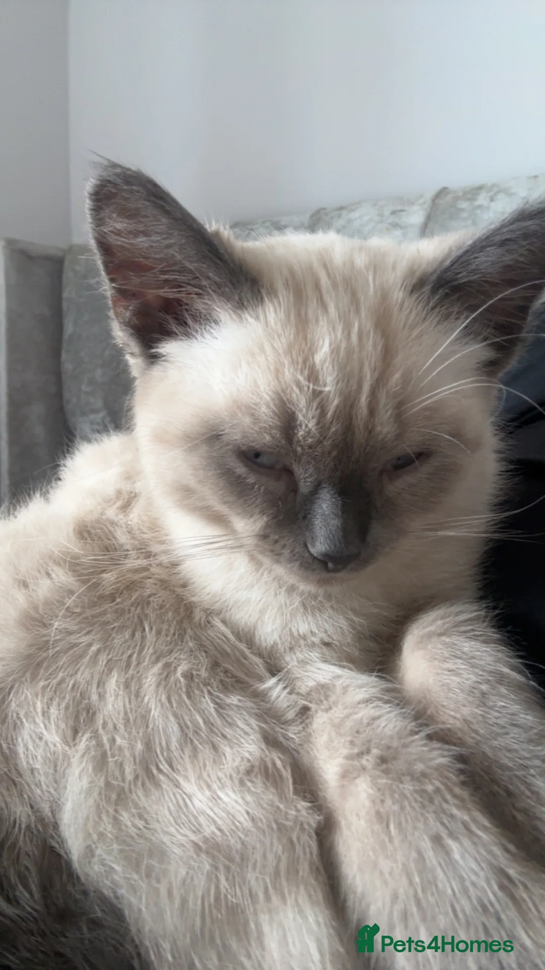 Ragdoll cats for sale: Beautiful Ragdoll Kitten in London - Advert 1