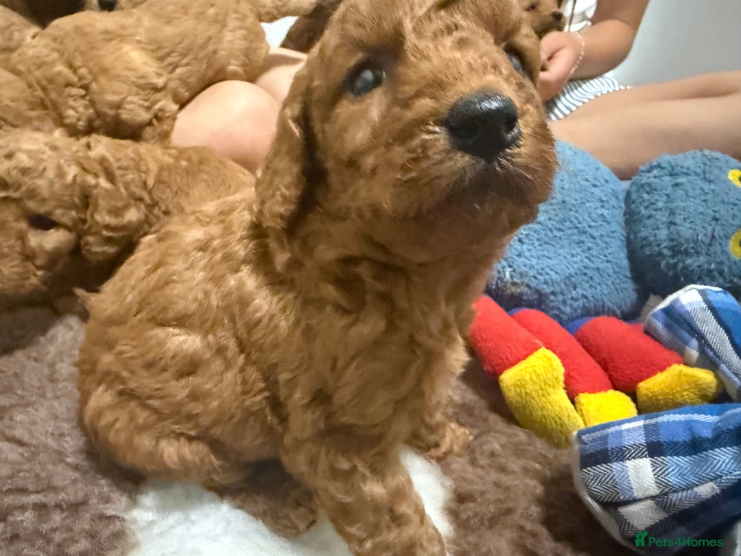 Labradoodle dogs for sale: Stunning miniature labradoodles  - Image 12