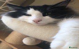 Norwegian Forest Cat cats for sale: Cuddly male Norwegian looking for forever home - Image 3