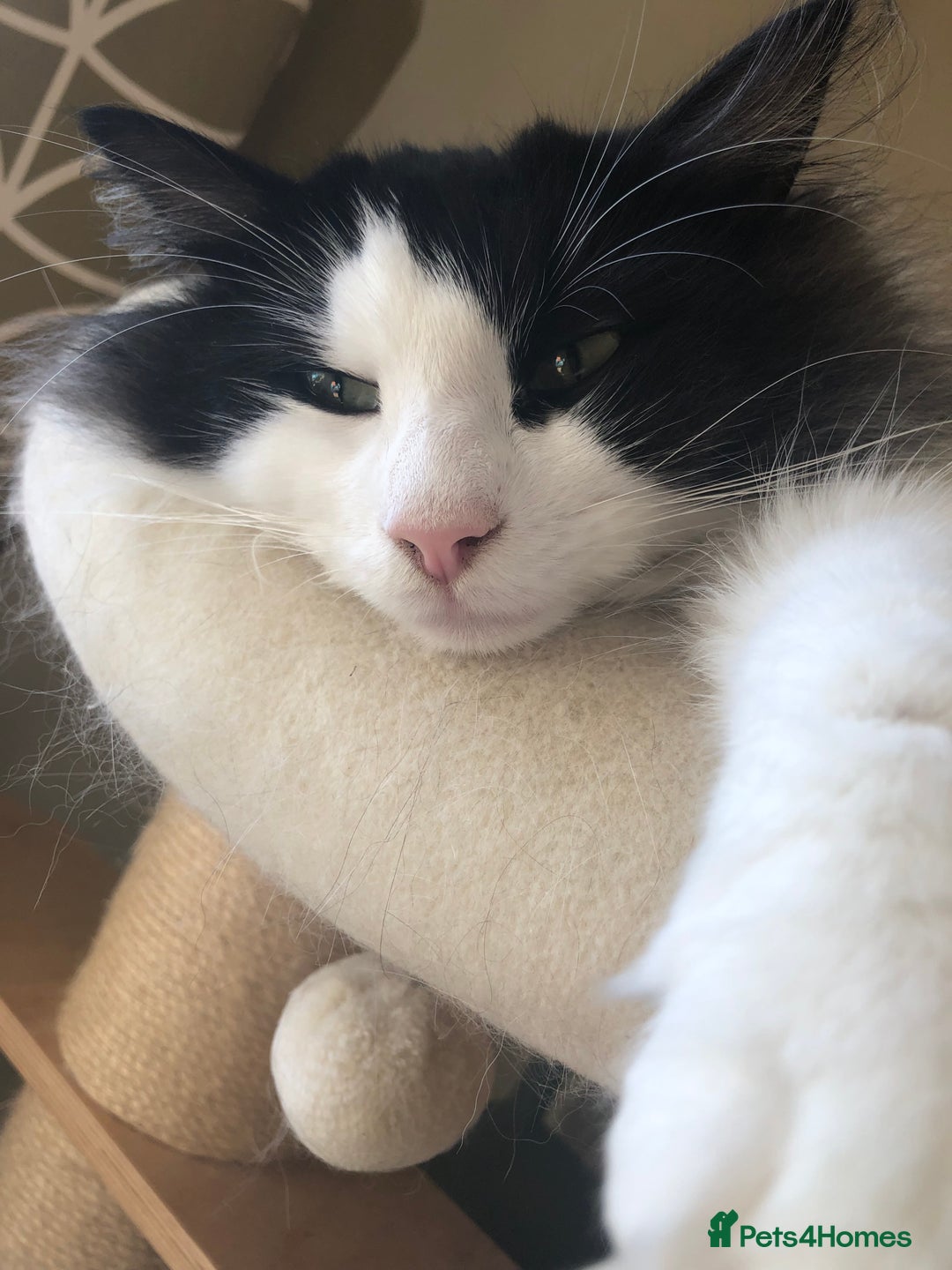Norwegian Forest Cat cats for sale: Cuddly male Norwegian looking for forever home - Image 3
