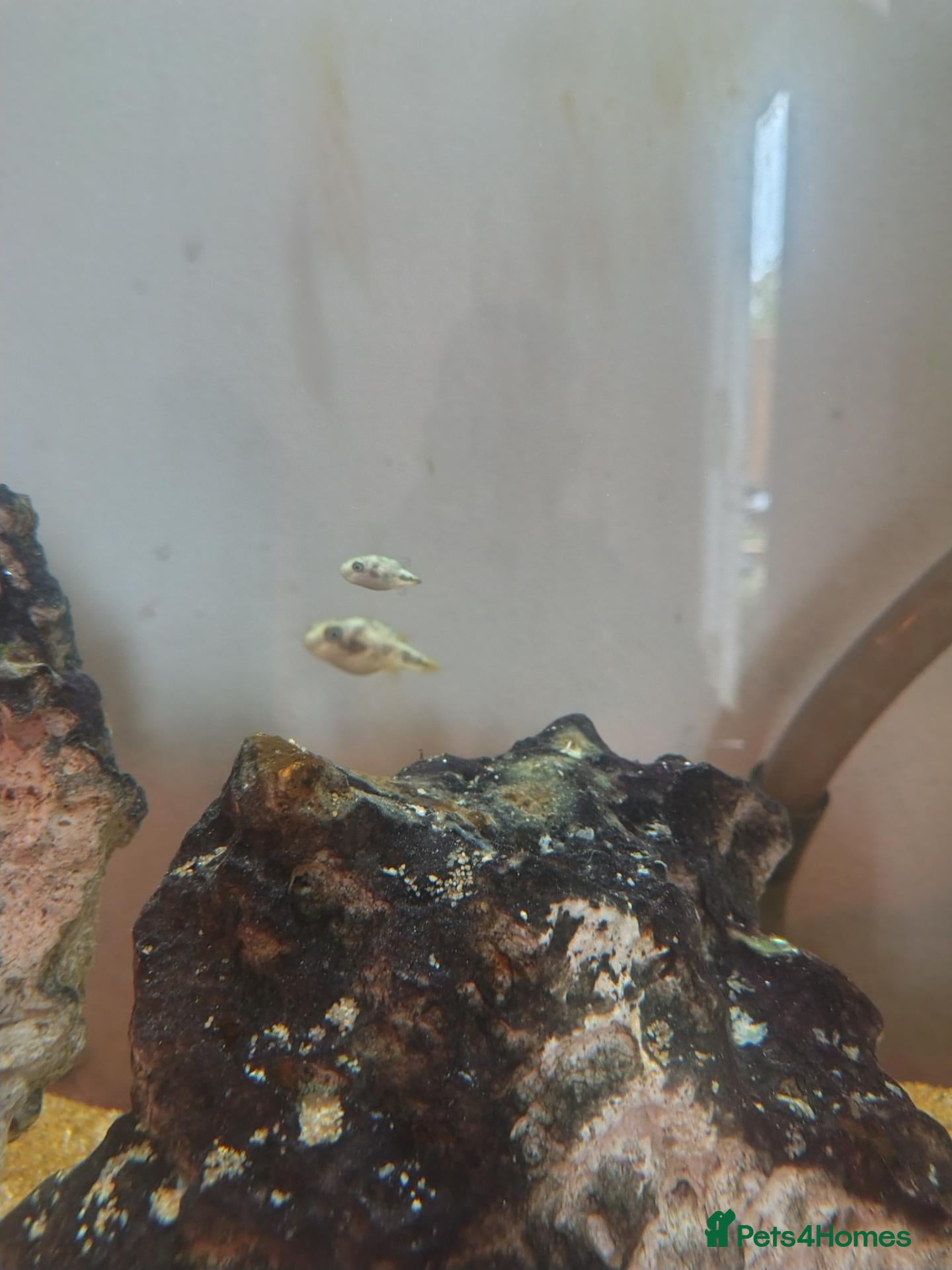 Pufferfish fish for sale: 6 Pea puffers for sale  - Advert 1