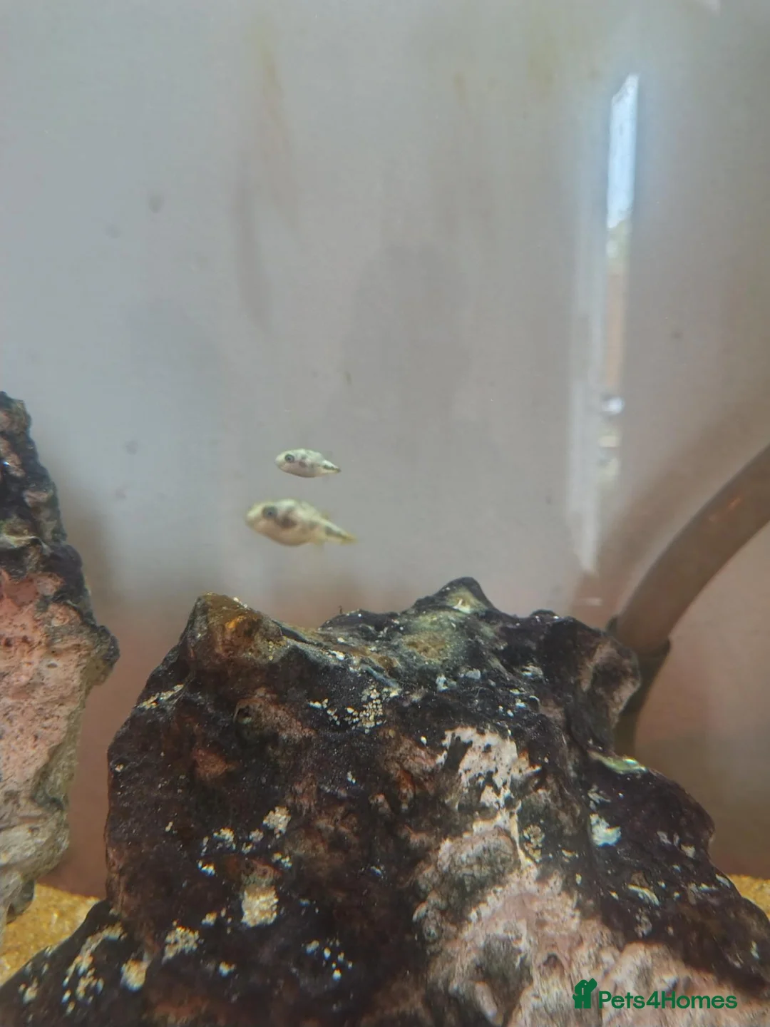 Pufferfish fish for sale: 6 Pea puffers for sale  in Manchester - Advert 1
