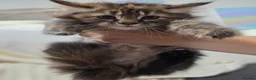 Maine Coon cats for sale: 🐾 Beautiful Maine Coon Kittens 🐾 - Advert 14