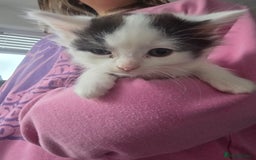 Mixed Breed cats for sale: 5 mixed breed kittens - Image 7