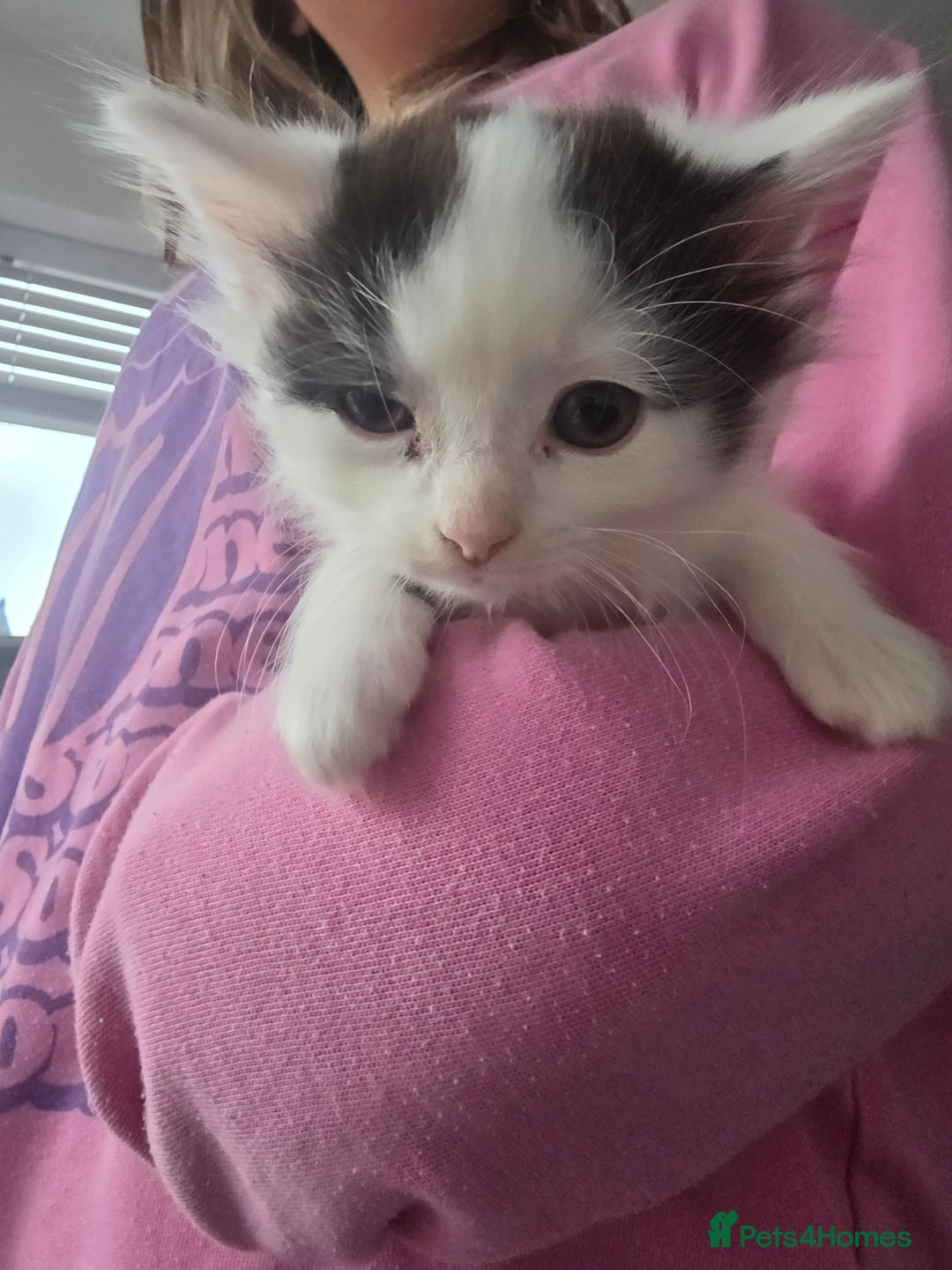 Mixed Breed cats for sale: 5 mixed breed kittens - Image 7