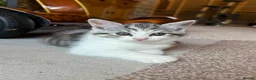 Scottish Fold cats for sale: Scottish Straight Kittens  - Advert 9