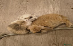 Mini Lop rabbits for sale: 4 months old adorable Mini Lops - Advert 5