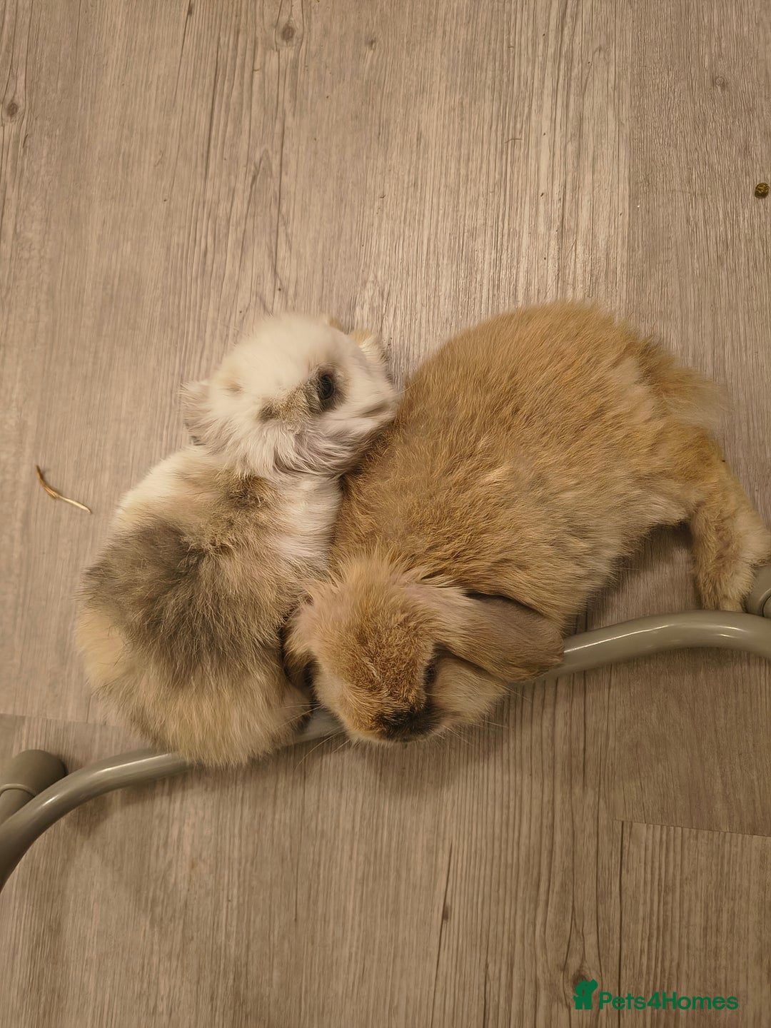 Mini Lop rabbits for sale: 4 months old adorable Mini Lops - Advert 5