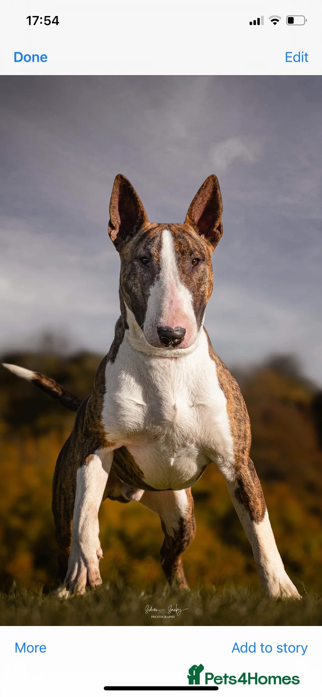 English Bull Terrier dogs for stud: CH Sired English bull terrier STUD in Bradford - Advert 2