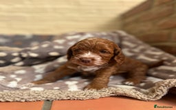 Cockapoo dogs for sale: F1 Show Type Cockapoo Puppies - Image 2