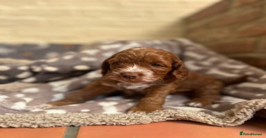 Cockapoo dogs - Advert 16