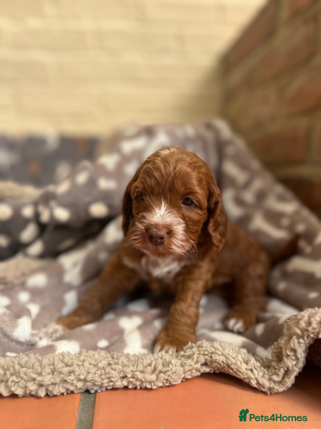 Cockapoo dogs for sale: F1 Show Type Cockapoo Puppies - Image 2